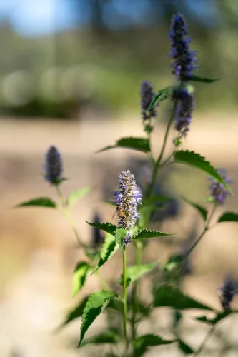 Vista 5 de Plant Good Seed Semillas de menta de regaliz coreano para plantar: hierba perenne, flores moradas - Paquete de 50 semillas Sweet Licorice-Scented