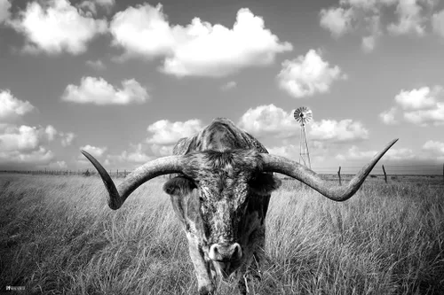 Vista 2 de Póster laminado de Texas Longhorn de pie en pastizal, decoración del hogar, sala de estar y decoración moderna de granja, carteles de arte en blanco