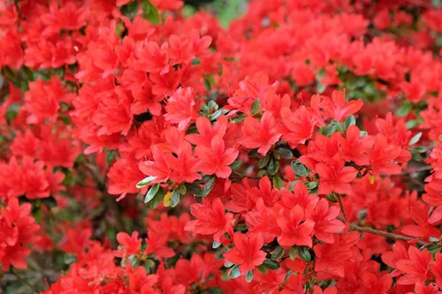 Vista 9 de 10 semillas de flores de arbusto Cumberlandense ROJO Cumberland Azalea Rhododendron Cumberlandense
