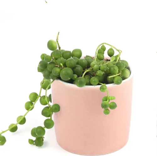 Vista 6 de String of Pearls Senecio Rowleyanus (maceta de plástico de 2 pulgadas) – La mejor planta de interior para decoración de hogar y oficina