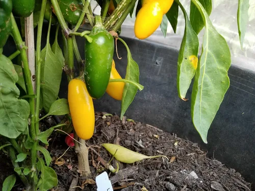 Vista 3 de NuMex Lemon Spice Jalapeño Pepper 10+ Semillas