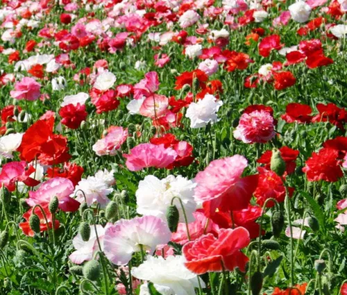 Vista 3 de Semillas Oriental Poppy Mix - Flores perennes para plantar - Sin OMG
