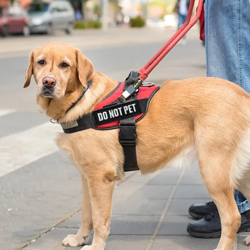 Vista 5 de 2 parches para perros con soporte de gancho para chalecos de animales de servicio, arneses