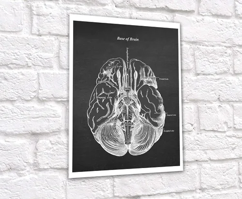 Vista 5 de Gnosis Picture Archive Neuroscience Art set de 6 impresiones sin marco de anatomía del cerebro humano