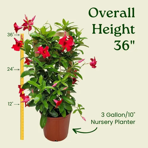 Vista 3 de Mandevilla - Planta viva, enrejado, mandevilla de floración gigante roja, Tropical Plants of Florida - Altura total de 36 pulgadas (solo planta)
