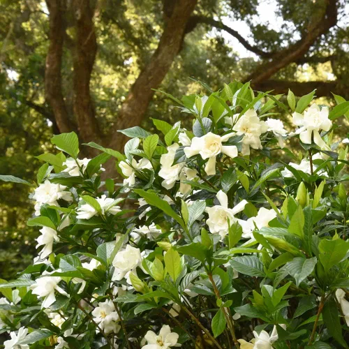 Vista 6 de Planta viva Perfect Plants August Beauty Gardenia, maceta de 1 galón