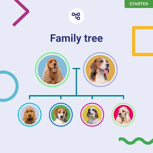 Vista 6 de Koko Genetics - Prueba de ADN para perros Starter - (Informes de razas y rasgos) - Actualizaciones sin costo