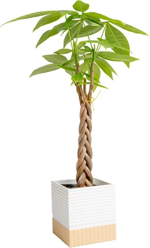 Vista 10 de Costa Farms Árbol del Dinero Planta Viva en Maceta Decorativa, Purificadora de Aire para Interiores, Perfecta para Decoración de Hogar, Habitación u
