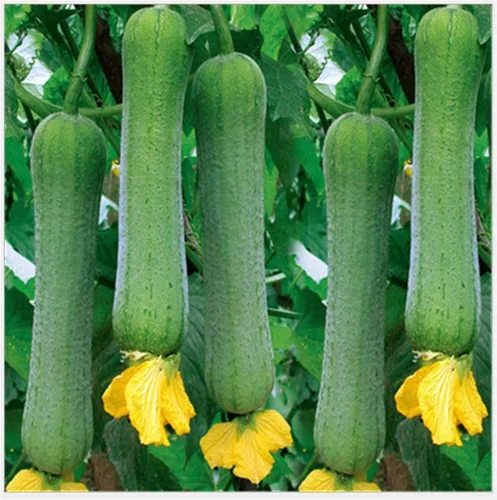 Vista 3 de Semillas de Verduras Plantas de jardín Luffa cylindrica Semillas de lufa 20+ Pcs