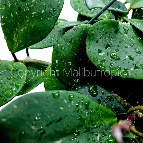 Vista 4 de Hoya Obovata Splash en maceta de 4" - Hojas redondas gruesas - Planta de interior Easycare