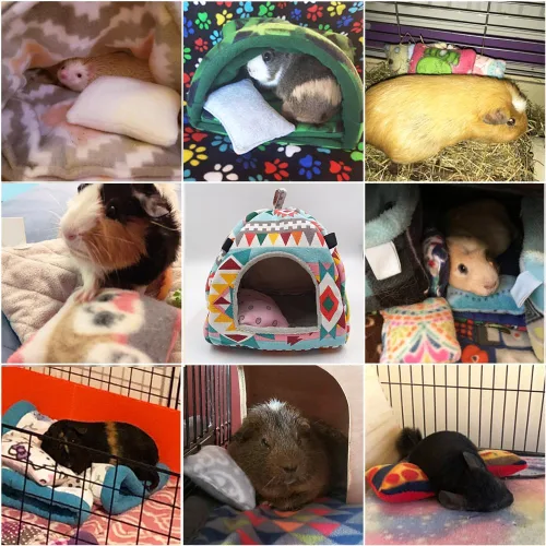 Vista 6 de RIOUSSI Juego de 4 almohadas de conejillo de indias para jaula