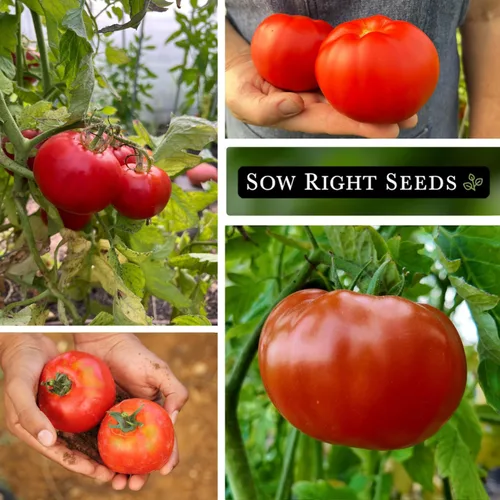Vista 4 de Sow Right Seeds - Semillas de tomate Marglobe para plantar - Paquete de reliquia sin OMG con instrucciones para plantar y cultivar un huerto casero