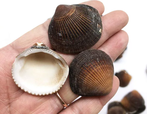 Vista 13 de Conchas marinas Pepperlonely, vieiras de diferentes tamaños