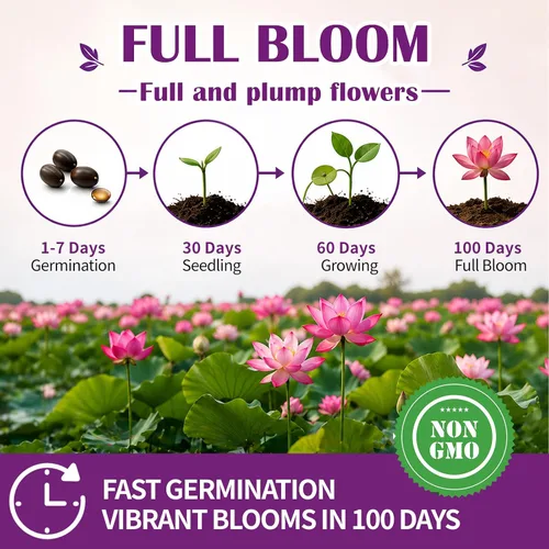 Vista 2 de Más de 30 unidades de semillas de loto en maceta bonsái, semillas de planta de lirio de agua, semillas acuáticas frescas para jardín ornamental