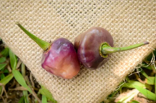 Vista 3 de Semillas prémium de pimiento picante Cheiro Roxa para plantar paquete + más