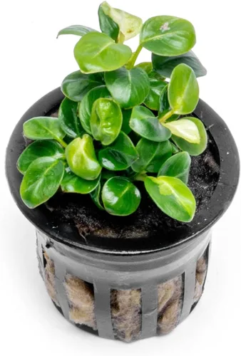 Vista 67 de SubstrateSource Plantas vivas – Anubias Hastifolia (Anubias hastifolia) – Luz baja a moderada, hojas en forma de flecha de color verde medio a