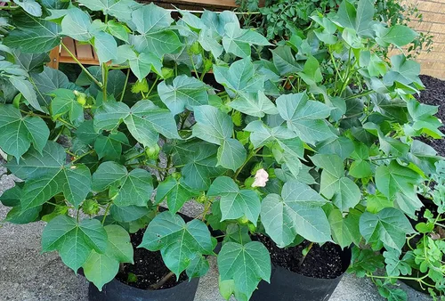 Vista 2 de Semillas de algodón sin OMG, sin tratar, más de 20 semillas de algodón de MRC Seeds para cultivar plantas de algodón en el jardín