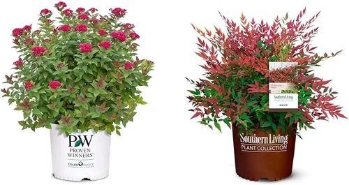 Vista 12 de s 2 Gal. Doble Juego Doozie Spirea Arbusto