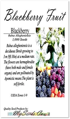 Vista 2 de Big Pack - Fruta de mora, Rubus Allegheniensis, semillas - Semillas sin OMG (mora negra (1,000 semillas))