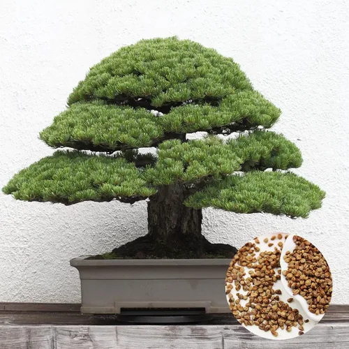 Vista 6 de Más de 180 semillas de árbol bonsái semillas de pino japonés para plantar