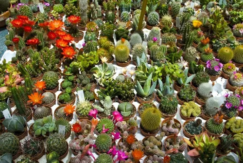 Vista 4 de Mezcla de semillas de cactus - Suculentas para plantar - Sin OMG