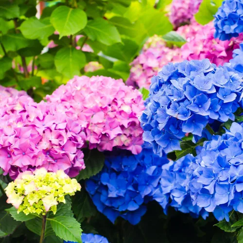 Vista 2 de Brighter Blooms Endless Summer® Original Reblooming Hydrangea, 3 galones No hay envío a AK, AZ, HI, WA