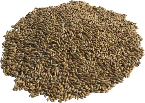 Vista 4 de Rex Products,INC Semillas Canarias 4.5LB/ Plain 100% Doble Limpiado/Comida para pájaros Ideal para Canarios, Pinzones, Periquitos, Conures