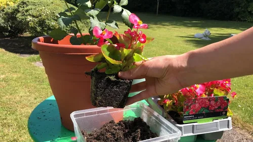 Vista 3 de Eleva tu begonia con la mezcla orgánica de tierra de Gardenera - Cultiva flores más saludables y vibrantes - 1 cuarto de galón