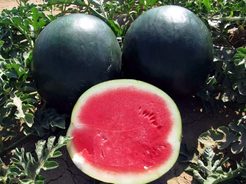 Vista 3 de Más de 30 sandías negras de belleza - Semillas de frutas.