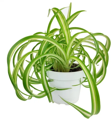 Vista 15 de Planta de goma burdeos (maceta de cultivo de 4 pulgadas) - Planta de interior saludable - Planta de interior de fácil cuidado