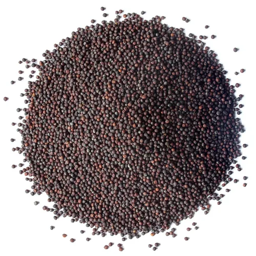Vista 3 de Food to Live semillas de brócoli orgánico para brotes, 11.3 kilogramos – sin OGM, vegano, kosher, alimento sirt, a granel. Rico en sulforafano