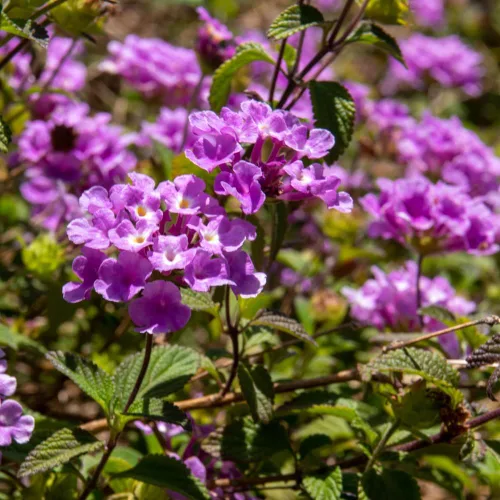 Vista 4 de 2 plantas Lantana vivas para plantar en interiores y exteriores, 4-8 pulgadas de alto, flores de Lantana fragantes de mariposa, sin maceta