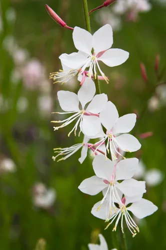 Vista 6 de 100 semillas de flores blancas GAURA Gaura Lindheimeri