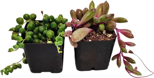Vista 5 de Plantas suculentas vivas de USKC (juego de dos macetas de 2 pulgadas) (Anacampseros rufescens variegata)