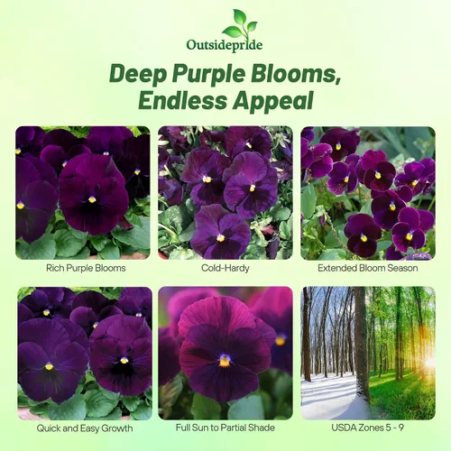 Vista 2 de Outsidepride Purple Bergwacht - Semillas de pensamiento de viola para plantar, 1,000 piezas. Flores resistentes al frío y aptas para polinizadores