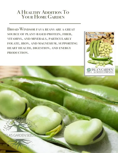Vista 5 de Semillas de frijol Fava "Broad Windsor" para plantar, 25 semillas tradicionales por paquete, semillas de jardín de Isla