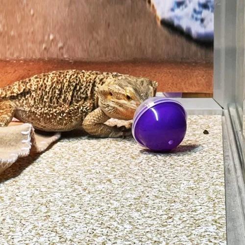 Vista 6 de 6 juguetes de alimentación de dragón barbudo, bolas interactivas de comida para lagartos, geckos y mascotas pequeñas