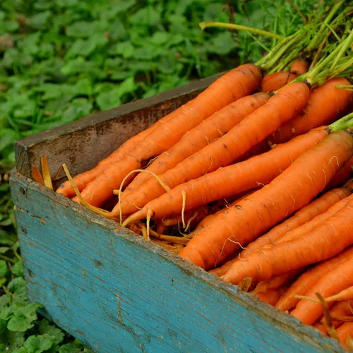 Vista 2 de Nantes Zanahoria - 150 semillas - Variedad de reliquia y polinizada abierta, semillas de vegetales sin OMG para plantar en interiores o exteriores