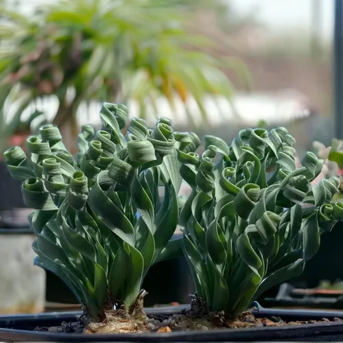 Vista 3 de 200 PIEZAS/BOLSA Suculentas Verdes para Bonsái DIY y Flores en Maceta - Delicia Vibrante del Jardín