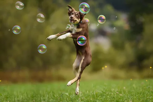 Vista 7 de Barkin' Good Bubbles - Juguete para perro, 9.5 onzas líquidas, solución natural de burbujas con aroma a tocino a base de plantas, ideal para jugar
