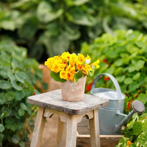 Vista 3 de Eden Brothers Semillas de Nasturtium - Semillas de Alaska Gold sin transgénicos para plantar, 1 onza Semillas de flores de bajo mantenimiento