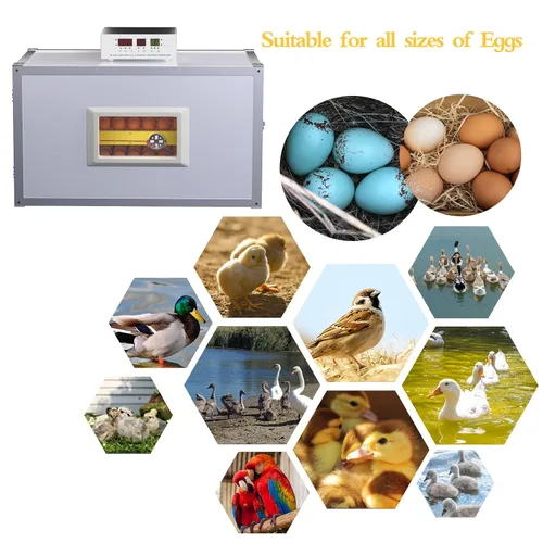 Vista 11 de Incubadora de huevos, incubadora de huevos de granja con giro automático de huevos y control de humedad, máquina industrial de crianza de pollo