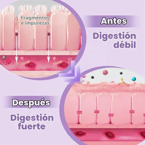 Vista 3 de Extracto de raíz de regaliz liposomal DGL, digestivo, absorción máxima, 60
