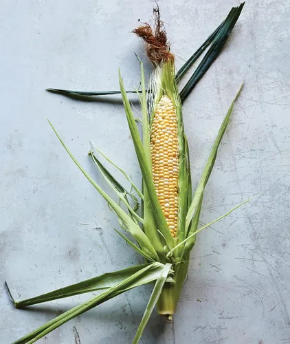 Vista 5 de Burpee Sweetness Sweet Corn Seeds - Variedad de maíz dulce tierno para jardinería al aire libre, 200 semillas