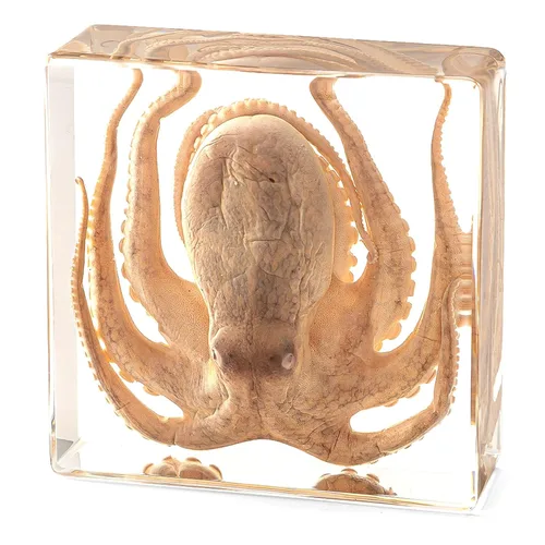 Vista 10 de Murciélago de taxidermia real en resina, animales de taxidermia para exhibición gótica en el hogar, rarezas y curiosidades, regalos