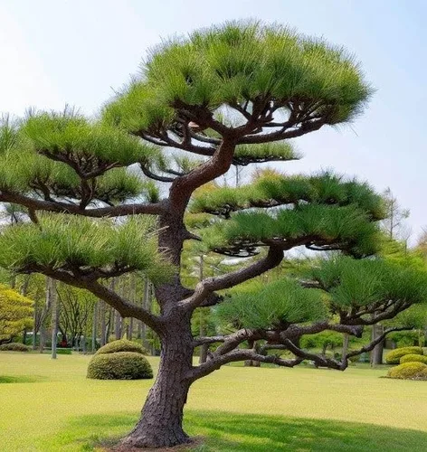 Vista 7 de Pinus thunbergii (pino negro japonés) Semillas de árbol, forma atractiva y características únicas, semillas de MySeeds.Co, elige
