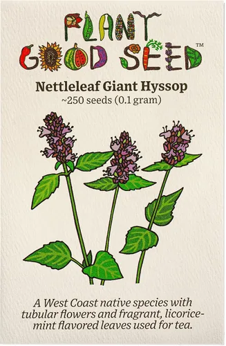Vista 6 de Plant Good Seed Semillas de menta de regaliz coreano para plantar: hierba perenne, flores moradas - Paquete de 50 semillas Sweet Licorice-Scented