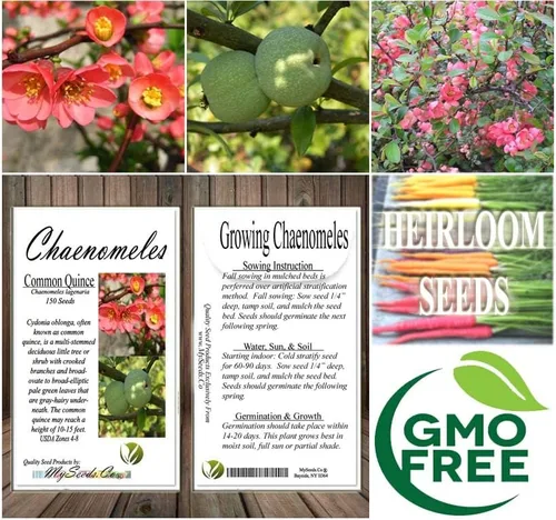 Vista 7 de Chaenomeles lagenaria (membrillo común), flores rosas, rojas y blancas, fruta dura, amarilla y fragante, elige la cantidad (1 unidad)