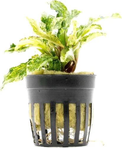 Vista 6 de SubstrateSource Bucephalandra Brownie Phantom - Planta de acuario viva – Decoración natural de pecera de agua dulce, decoración acuática