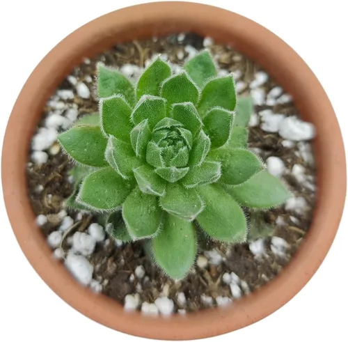 Vista 6 de Sempervivum Calcareum - Maceta de arcilla de 2 pulgadas + maceta de arcilla – Planta suculenta saludable Sempervivum Live de fácil cuidado